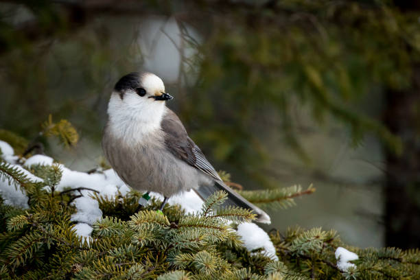 Gray Jay - Perisoreus canadensis Gray Jay - Perisoreus canadensis, perched in a snowy fir tree.  Making eye contact and with snow on it's bill. jay photos stock pictures, royalty-free photos & images