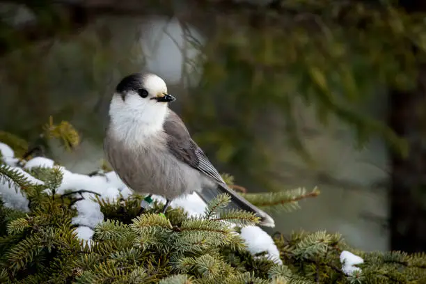 Gray Jay - Perisoreus canadensis, perched in a snowy fir tree.  Making eye contact and with snow on it's bill.