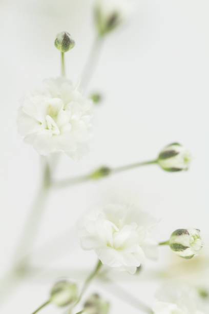 istock White gypsophilia close up 867893454