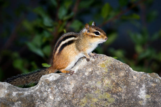 istock Eastern Chipmunk - Tamias striatus 867895568
