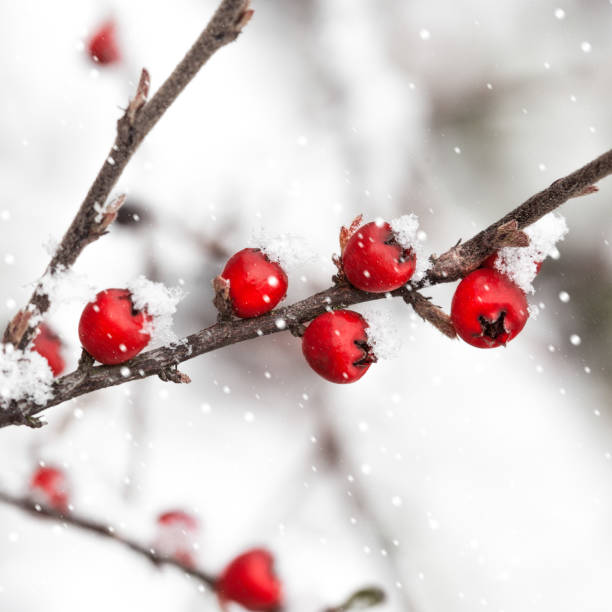 gelée de fruits rouges - flower snow winter close up photos et images de collection