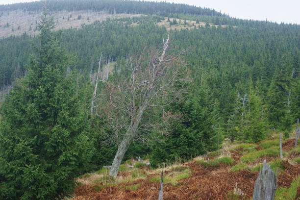 istock devastaded trees in the Giant Mountains in Poland 867897200