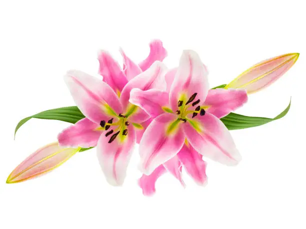 Photo of Montage of pink lilies on white