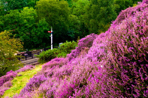 Cтоковое фото Моорланд вереск