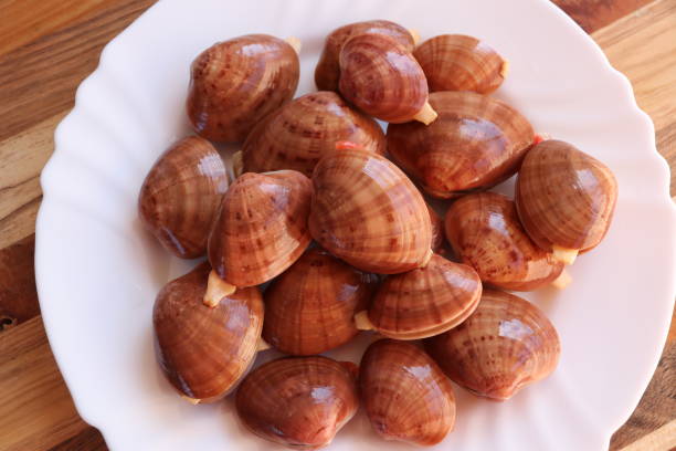 istock Fresh Smooth clam - Fasolara 867903542