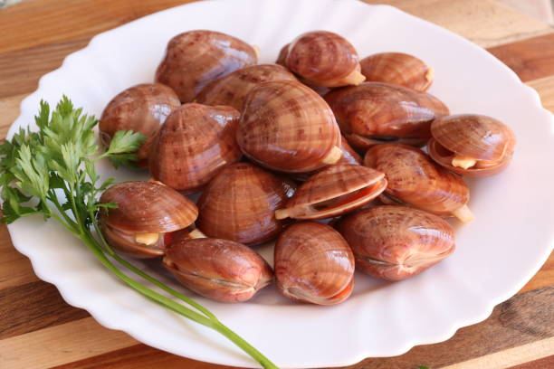 istock Fresh Smooth clam - Fasolara 867903544