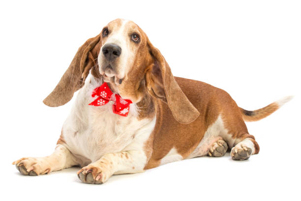 istock Basset hound with a bow tie Christmas decorations 867906044