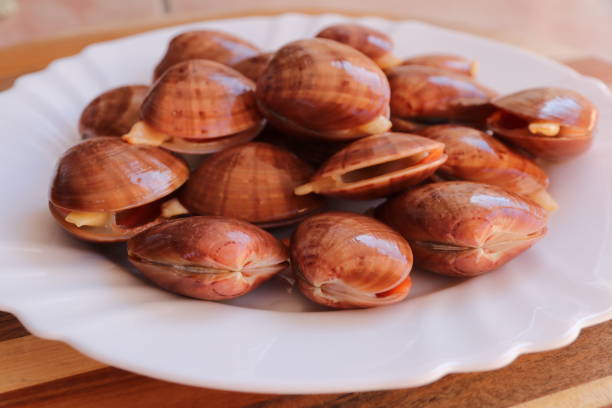 istock Fresh Smooth clam - Fasolara 867906262