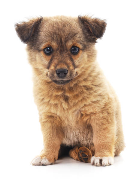 istock Brown cute puppy. 867912076