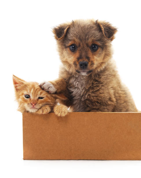 Puppy and kitten in a box. Puppy and kitten in a box isolated on white background. box of puppies stock pictures, royalty-free photos & images