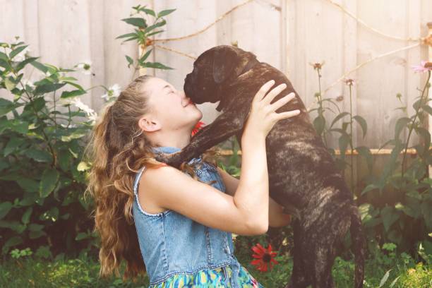 istock Puppy Licking Girl 867913304