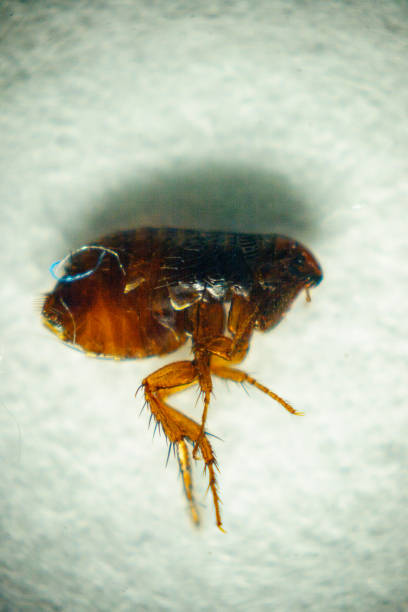 istock Dog or cat flea under real magnifying glass over white 867913388