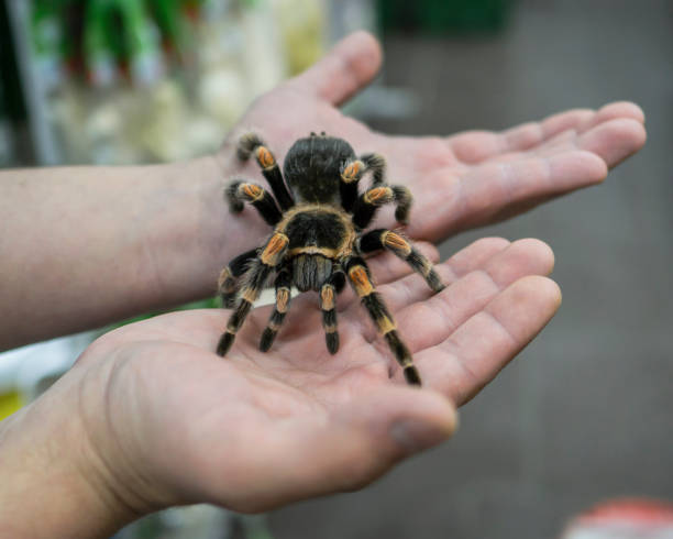 istock big spider tarantula sits crawling on the man's arm 867915642