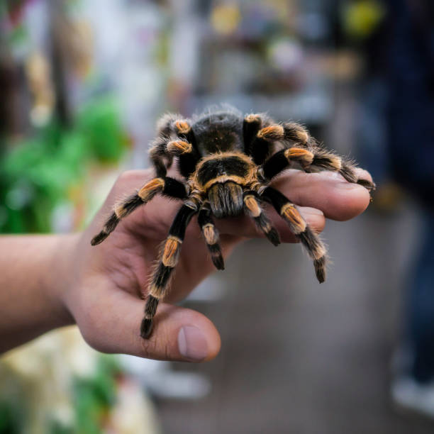 istock big spider tarantula sits crawling on the man's arm 867915700