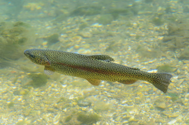 Rainbow trout in clear water stock photo
