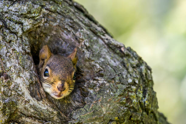 American Red Squirrel - Tamiasciurus hudsonicus