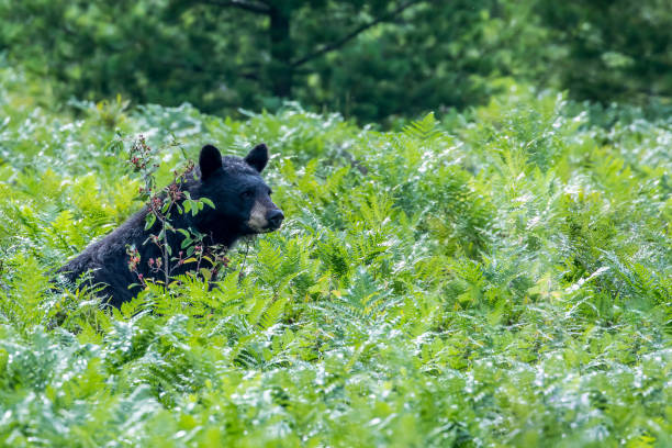 istock Black Bear - Ursus americanus 867925002