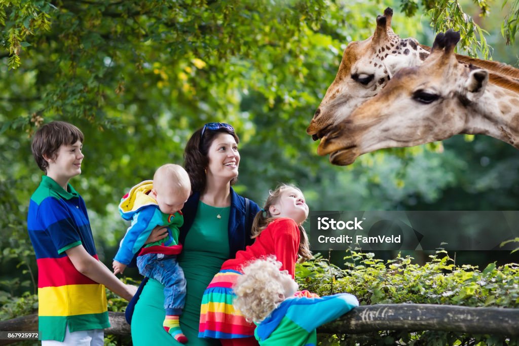 Mother and kids feeding giraffe at the zoo Mother and children, school student, little toddler boy, preschool girl and baby watching and feeding giraffe animals at the zoo. Wildlife experience for parents and kids at animal safari park. Zoo Stock Photo