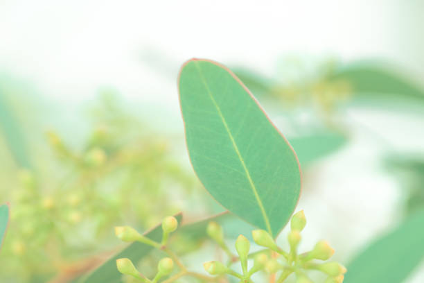 Leaves and buds of Eucalyptus, selective focus.