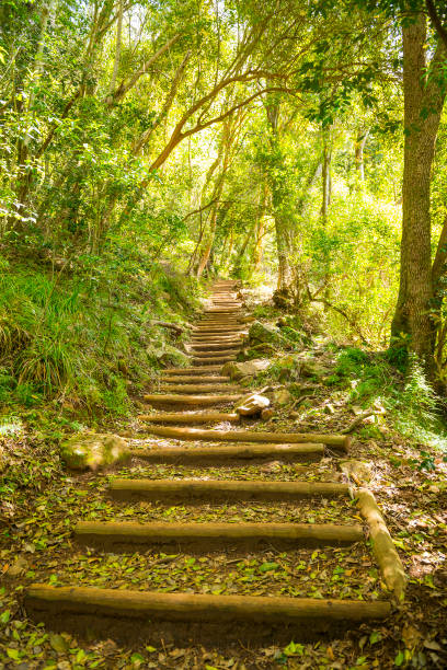 istock Walking Trail Stairway on Table Mountain 867929186
