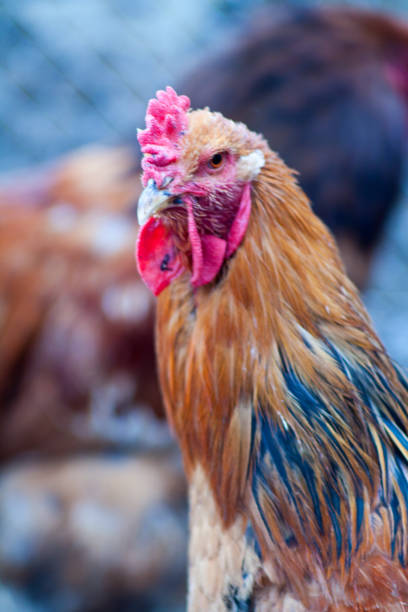 istock White hen on the green grass 867929790
