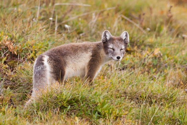 istock Arctic Fox Vulpes lagopus on Herschel Island, Yukon, Canada 867930074