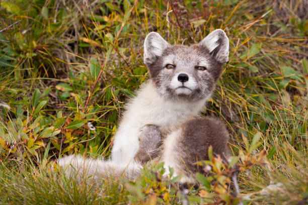 istock Arctic Fox Vulpes lagopus on Herschel Island, Yukon, Canada 867930142