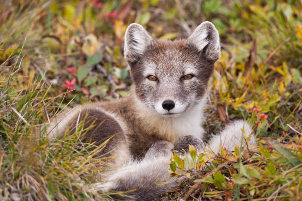 istock Arctic Fox Vulpes lagopus on Herschel Island, Yukon, Canada 867932268