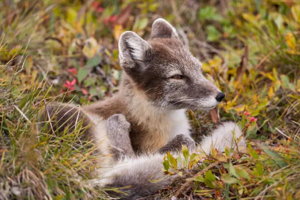Adult arctic fox on the tundra in brown summer coat