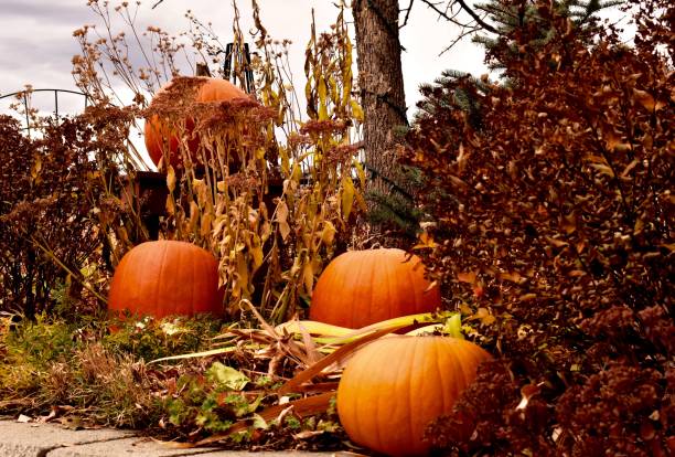 istock Orange Harvest Pumpkins in Fall 867932532