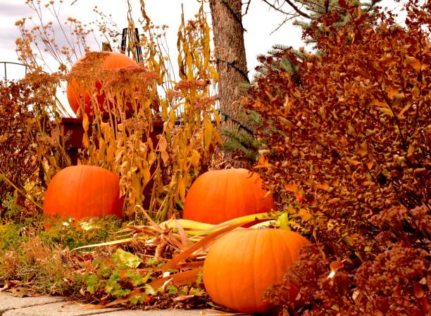 istock Autumn Harvest Garden decorated for Thanksgiving 867932544