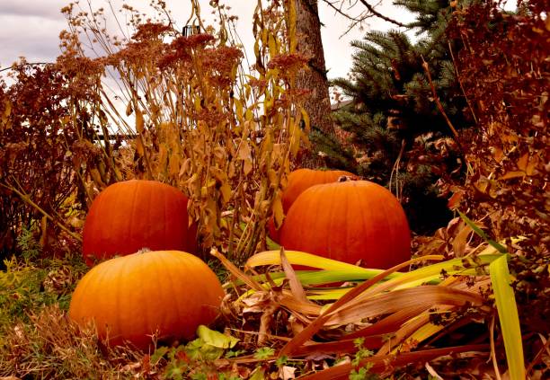 istock Autumn garden with pumpkins 867932568