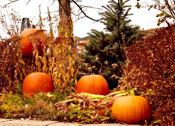 istock Pumpkins in the Autumn Garden 867932612