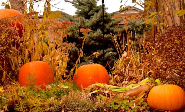 istock Harvest Pumpkins in the Garden 867932620
