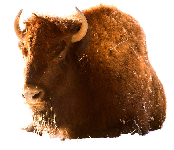 istock Wild bison in the winter forest isolated over the white background. 867936704