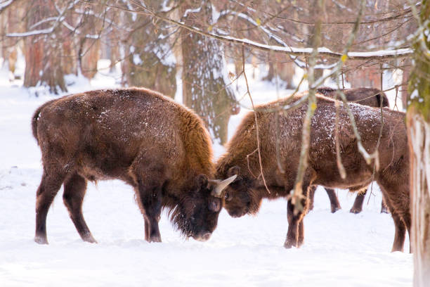 istock Two wild bisons in fight among the winter forest with trees on the snow 867936710