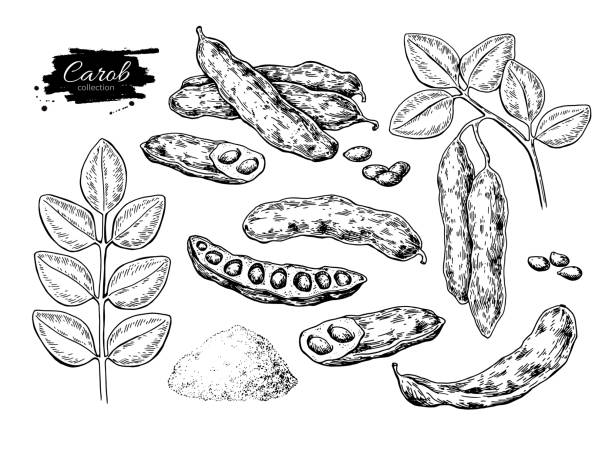 ilustrações de stock, clip art, desenhos animados e ícones de carob vector superfood drawing set. isolated hand drawn  illustr - maple tree illustrations