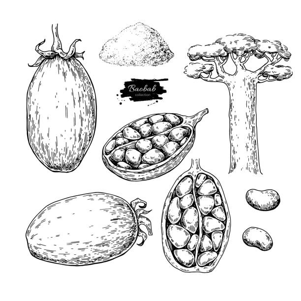 baobab wektor superfood zestaw rysunku. izolowane ręcznie rysowane illust - baobab fruit stock illustrations