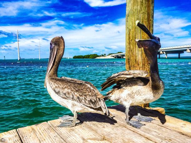 istock Laughing Seagulls by the Ocean 867945238