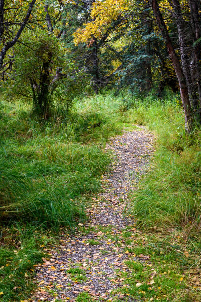 istock Trail in Alaskan landscape 867948654