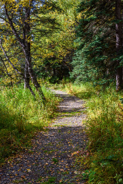 istock Trail in Alaskan landscape 867950826