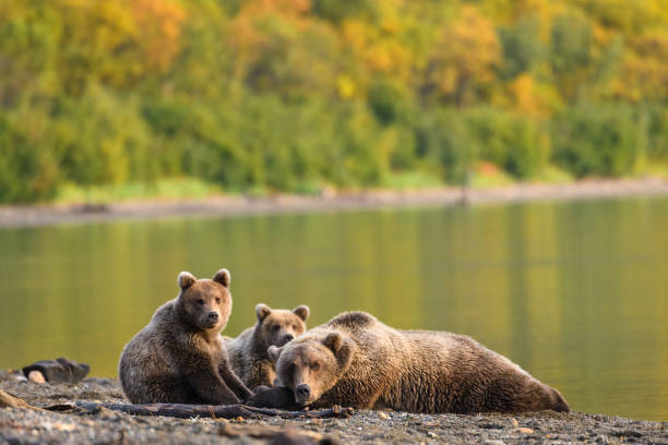 détente sur la plage - katmai national park photos et images de collection