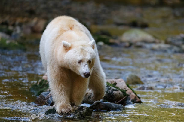 istock Kermode Spirit Bear in Canada's Great Bear Rainforest 867959078