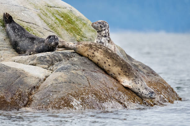 istock Harbor Seals Basking on A Rocky Island in the Ocean 867959210