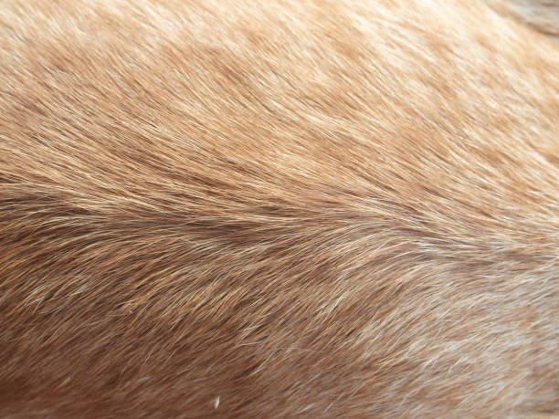 istock Hair animal color: It is hair of cat 867965294