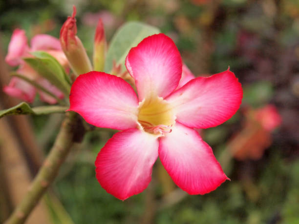 Imapala Rosa Impala Lily - Banco de fotos e imágenes de stock - iStock