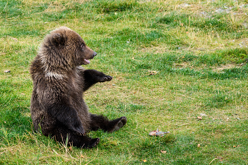 Cute baby brown bear cub sitting up on a grassy area