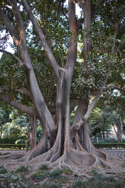 istock Maria Luisa Park, Seville 867968814