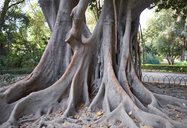 istock Maria Luisa Park, Seville 867968844