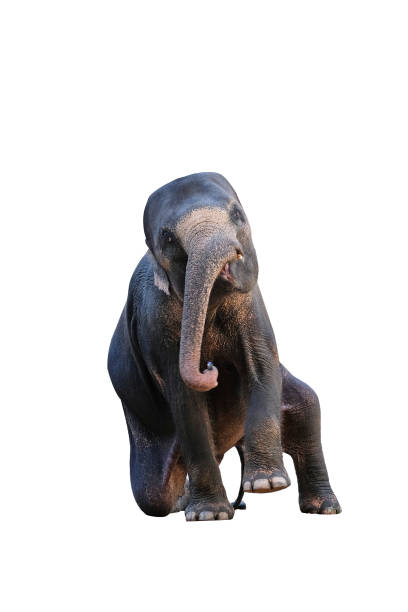 istock The elephants on white background with clipping path 867969420